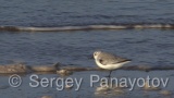 Video of Sanderling - Sanderling near to the coast line